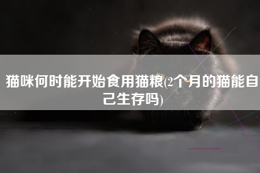 猫咪何时能开始食用猫粮(2个月的猫能自己生存吗)