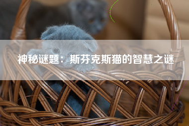 神秘谜题：斯芬克斯猫的智慧之谜