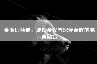 金渐层蓝猫：璀璨金光与深邃蓝眸的完美融合