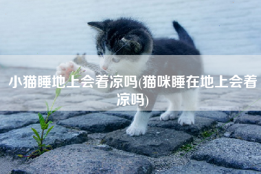 小猫睡地上会着凉吗(猫咪睡在地上会着凉吗)