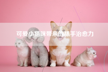 可爱小猫咪带来的舔手治愈力