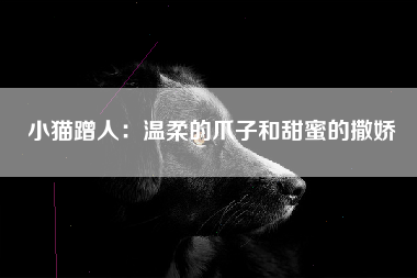 小猫蹭人：温柔的爪子和甜蜜的撒娇