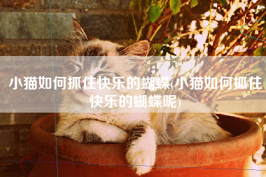 小猫如何抓住快乐的蝴蝶(小猫如何抓住快乐的蝴蝶呢)