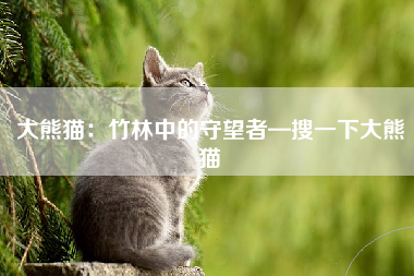 大熊猫：竹林中的守望者—搜一下大熊猫