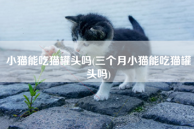 小猫能吃猫罐头吗(三个月小猫能吃猫罐头吗)