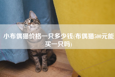 小布偶猫价格一只多少钱(布偶猫500元能买一只吗)