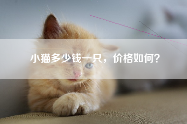 小猫多少钱一只，价格如何？