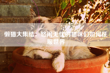 懒猫大集结：悠闲无忧的猫咪们如何征服世界