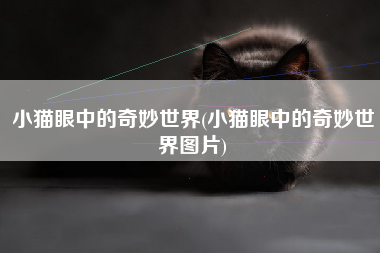 小猫眼中的奇妙世界(小猫眼中的奇妙世界图片)