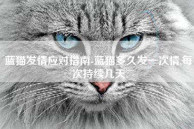 蓝猫发情应对指南-蓝猫多久发一次情,每次持续几天