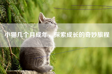 小猫几个月成年，探索成长的奇妙旅程