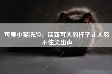 可爱小猫洗脸，清新可人的样子让人忍不住笑出声