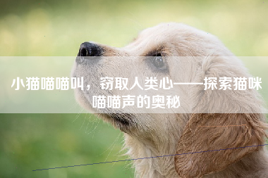 小猫喵喵叫，窃取人类心——探索猫咪喵喵声的奥秘