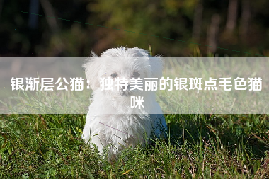 银渐层公猫：独特美丽的银斑点毛色猫咪