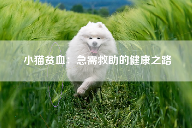 小猫贫血：急需救助的健康之路