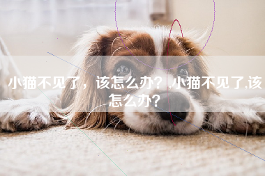 小猫不见了，该怎么办？,小猫不见了,该怎么办？