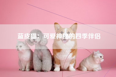 蓝皮猫：可爱神秘的四季伴侣