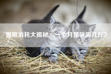 猫粮消耗大揭秘：一个月猫咪需几斤？