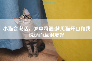 小猫会说话，梦中奇遇;梦见猫开口和我说话而且很友好