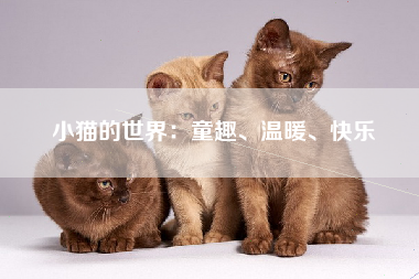 小猫的世界：童趣、温暖、快乐