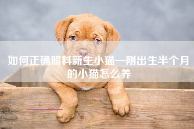 如何正确照料新生小猫—刚出生半个月的小猫怎么养