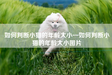 如何判断小猫的年龄大小—如何判断小猫的年龄大小图片