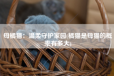 母橘猫：温柔守护家园(橘猫是母猫的概率有多大)