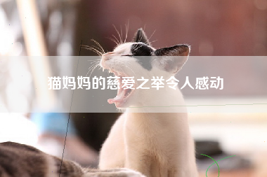 猫妈妈的慈爱之举令人感动