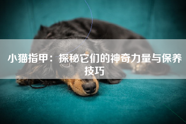 小猫指甲：探秘它们的神奇力量与保养技巧