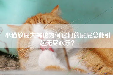 小猫放屁大揭秘为何它们的屁屁总能引起无尽欢乐？