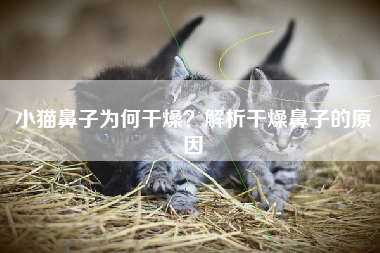 小猫鼻子为何干燥？解析干燥鼻子的原因