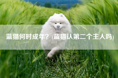 蓝猫何时成年？(蓝猫认第二个主人吗)