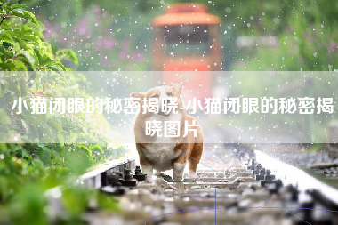 小猫闭眼的秘密揭晓-小猫闭眼的秘密揭晓图片