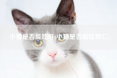 小猫是否能吃虾(小猫是否能吃虾仁)