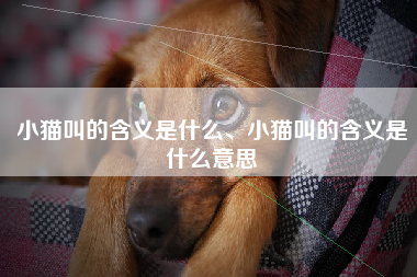 小猫叫的含义是什么、小猫叫的含义是什么意思