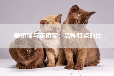 美短猫与英短猫：品种特点对比