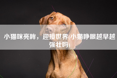 小猫咪亮眸，迎接世界(小猫睁眼越早越强壮吗)