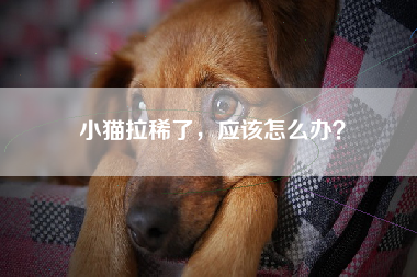 小猫拉稀了，应该怎么办？