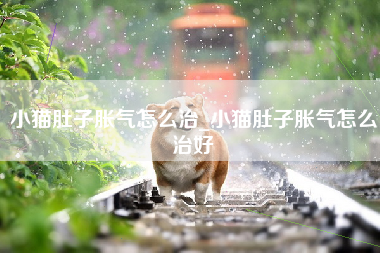 小猫肚子胀气怎么治_小猫肚子胀气怎么治好