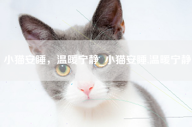 小猫安睡，温暖宁静_小猫安睡,温暖宁静