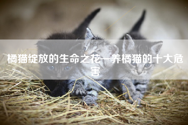 橘猫绽放的生命之花—养橘猫的十大危害