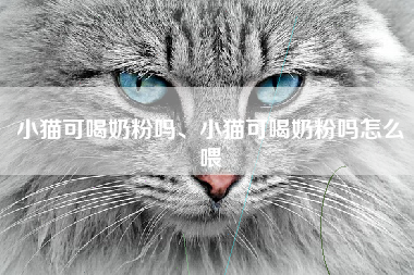 小猫可喝奶粉吗、小猫可喝奶粉吗怎么喂