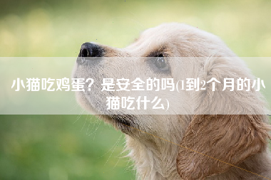 小猫吃鸡蛋？是安全的吗(1到2个月的小猫吃什么)