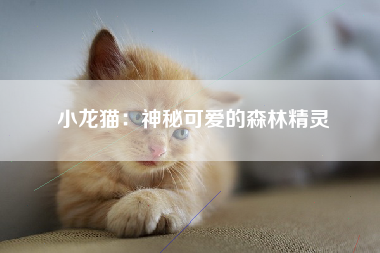 小龙猫：神秘可爱的森林精灵