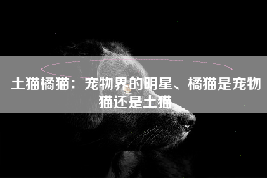 土猫橘猫：宠物界的明星、橘猫是宠物猫还是土猫