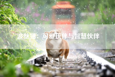 波丝猫：可爱玩伴与智慧伙伴