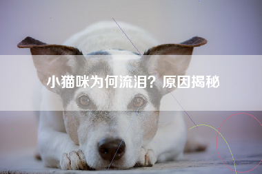 小猫咪为何流泪？原因揭秘