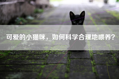 可爱的小猫咪，如何科学合理地喂养？