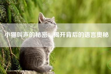 小猫叫声的秘密：揭开背后的语言奥秘