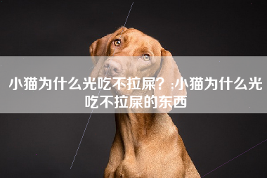 小猫为什么光吃不拉屎？;小猫为什么光吃不拉屎的东西